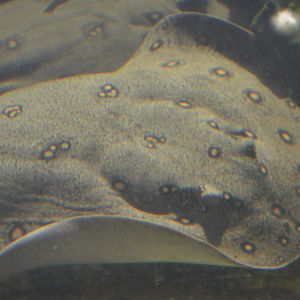 Potamotrygon motoro