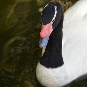 Cygnus melancoryphus