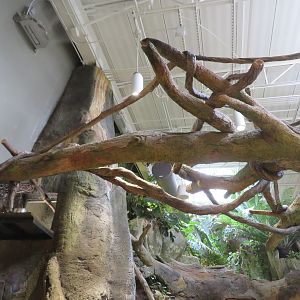 Linne's Two-Toed Sloth Branches