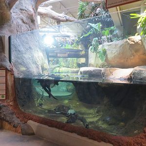 Mixed-Species Tropical Turtle Exhibit