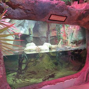 Dwarf Crocodile/Turtle Exhibit