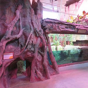 Cuban Crocodile Exhibit