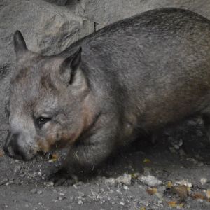 Lasiorhinus latifrons (my favorite species on Earth)