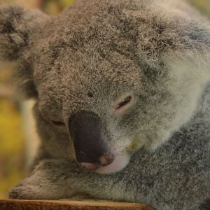 Phascolarctos cinereus adustus