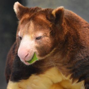 Dendrolagus matschiei