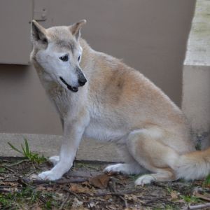 Canis lupus dinog/hallstromi