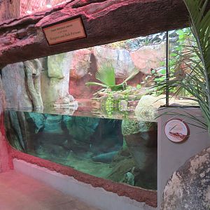 Cuban Crocodile Exhibit