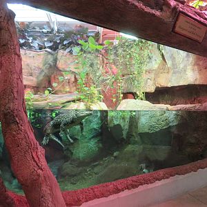 Cuban Crocodile Exhibit