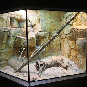Mixed Desert Reptile Exhibit