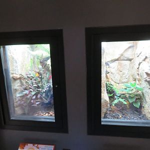 Golden Frog Comparison