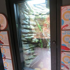 Native Salamander Display