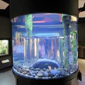 Ringed Titicaca Water Frog Tank