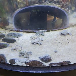 Titicaca Water Frogs