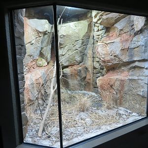 African Snake Exhibit