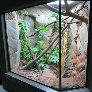 Mangshan Pitviper Exhibit