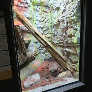 Native Rattlesnake Display