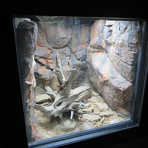Red Spitting Cobra Exhibit