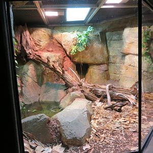 Reticulated Python/Asian Toad Exhibit