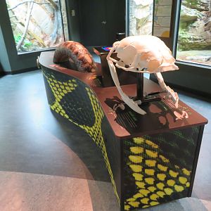 Reptile Interactive Display