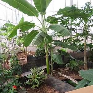 Turtle/Tortoise Greenhouse