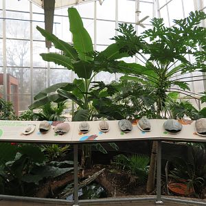 Turtle/Tortoise Greenhouse