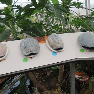 Liftable Shells w/ Animal Signage