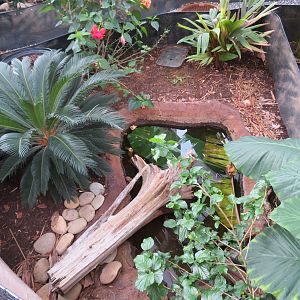 Turtle/Tortoise Greenhouse Pen