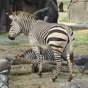 Mountain Zebra