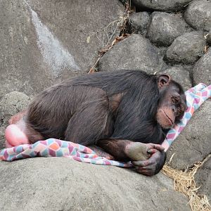 Chimpanzee