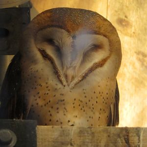 Barn Owl