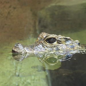 Dwarf Crocodile