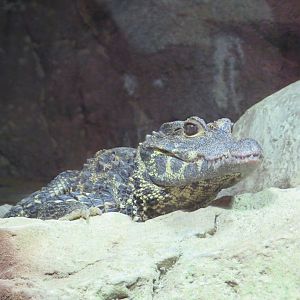 Dwarf Crocodile