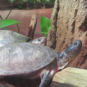 Madagascar Big-headed Turtles