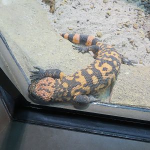 Gila Monster