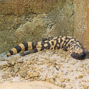 Gila Monster