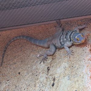 Baja Blue Rock Lizard