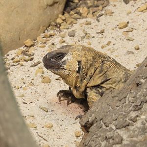 San Esteban Chuckwalla
