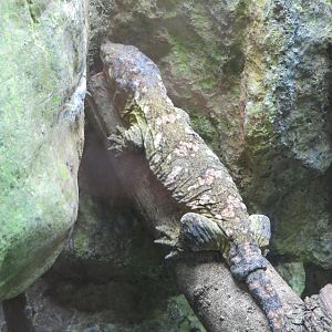 New Caledonian Giant Gecko