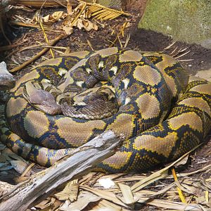 Reticulated Python