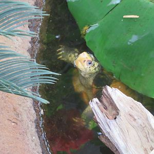 Sulawesi Forest Turtle