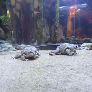 Titicaca Water Frogs