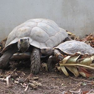 Burmese Brown Forest Tortoises
