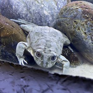 Titicaca Water Frog
