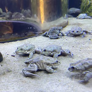 Titicaca Water Frogs