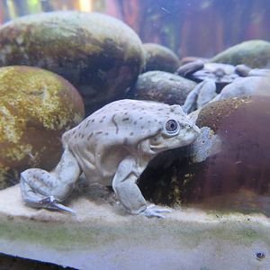 Titicaca Water Frog