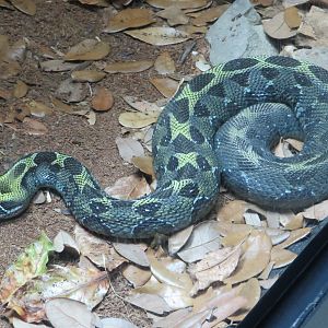 Ethiopian Mountain Viper