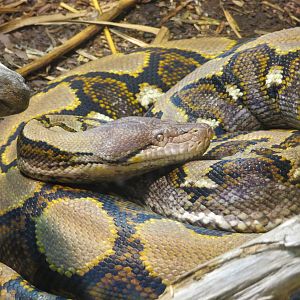 Reticulated Python