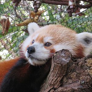 Red Panda