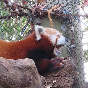 Red Panda Yawning