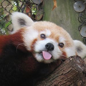 Charisma Turned Up to 11